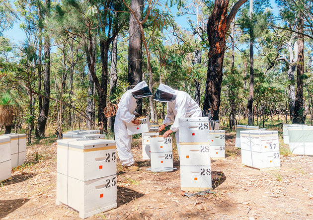 Two beekeepers in protective suits working with bee hives in a forest setting.