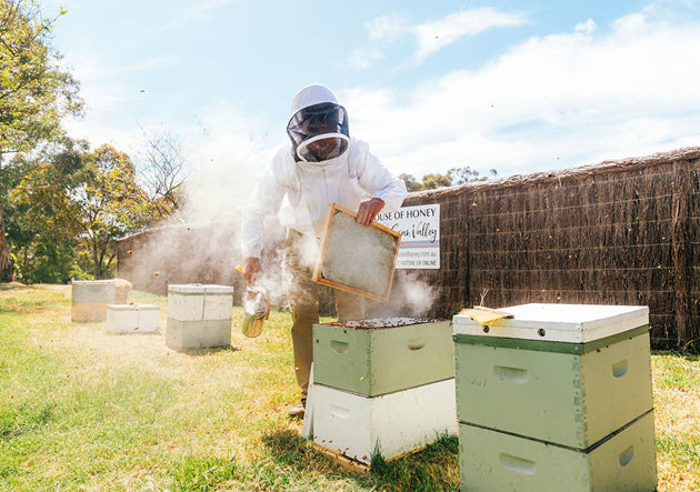 Person in beekeeping suit working with bee hives outdoors